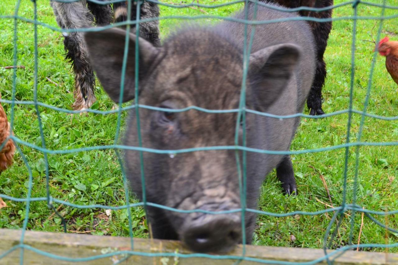 Roulotte au Paradis des Animaux 2 à 4 personnes Coublevie Exterior foto