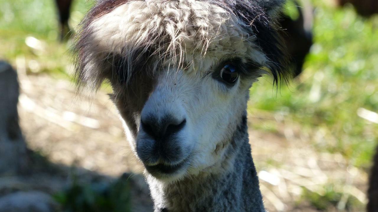 Roulotte au Paradis des Animaux 2 à 4 personnes Coublevie Exterior foto